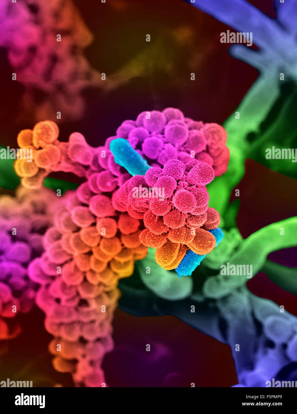 Oral bacteria. Coloured scanning electron micrograph (SEM) of mixed oral bacteria (Streptococcus, round) with some bacilli Stock Photo