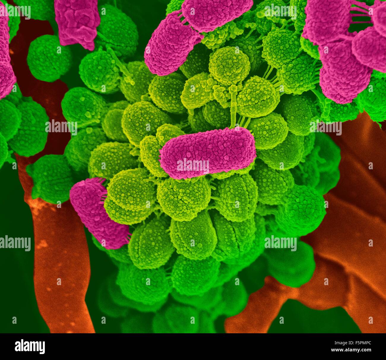 Oral bacteria. Coloured scanning electron micrograph (SEM) of mixed oral bacteria (cocci and bacilli). Stock Photo
