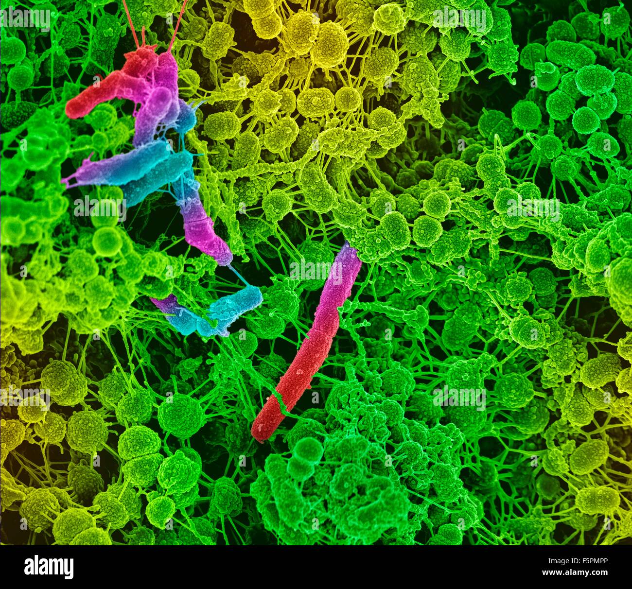 Oral bacteria. Coloured scanning electron micrograph (SEM) of mixed oral bacteria (Streptococcus, round) and bacilli bacteria, Stock Photo