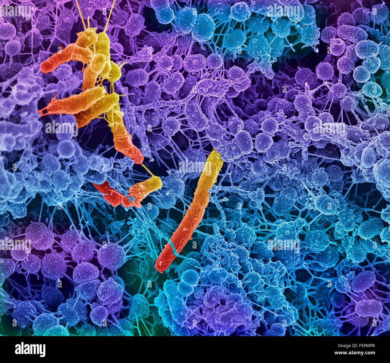 Oral bacteria. Coloured scanning electron micrograph (SEM) of mixed oral bacteria (Streptococcus, round) and bacilli bacteria, Stock Photo