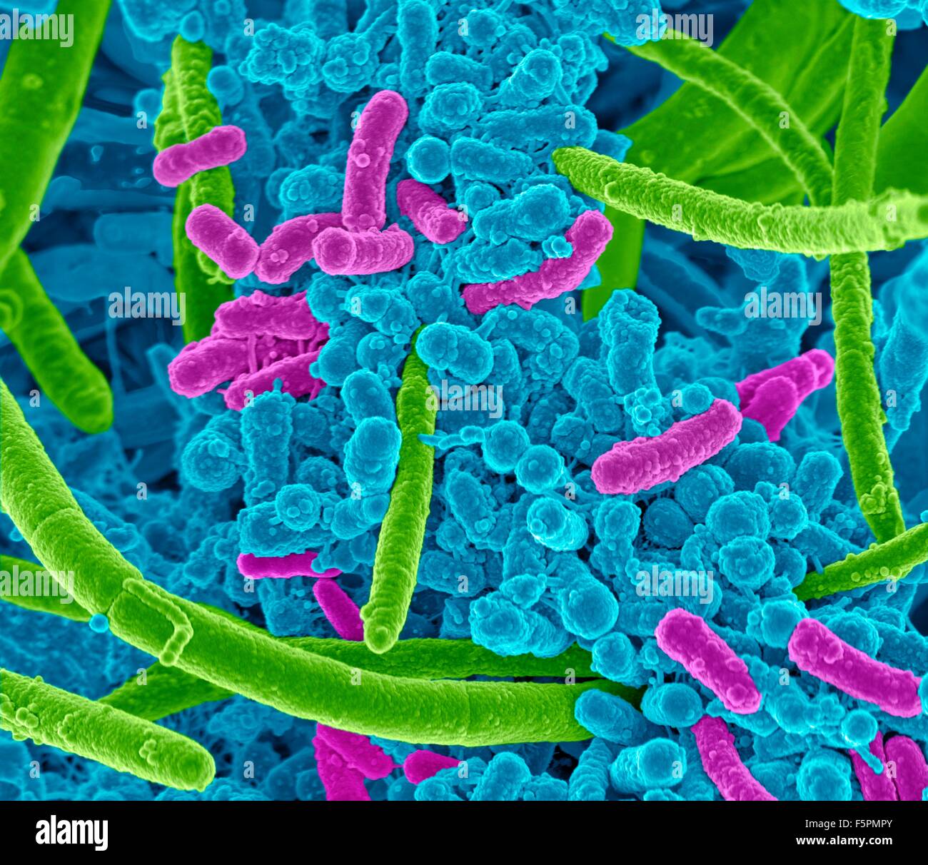 Oral bacteria. Coloured scanning electron micrograph (SEM) of mixed oral bacteria, consisting mostly of rod-shaped bacteria Stock Photo