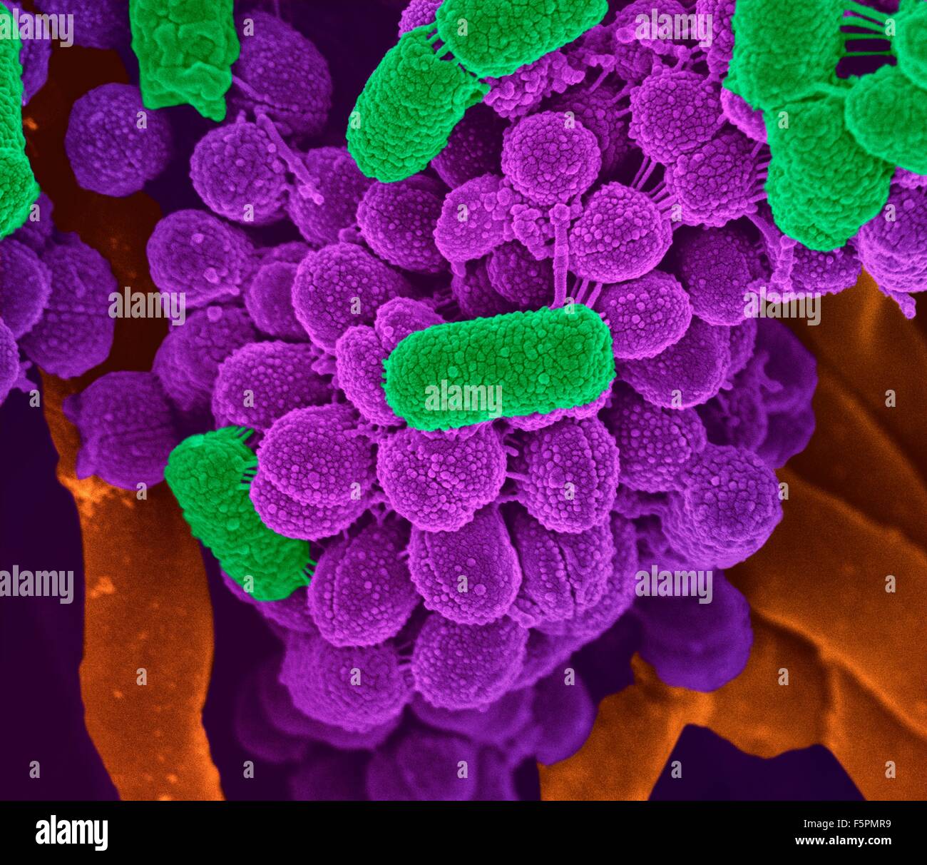 Oral bacteria. Coloured scanning electron micrograph (SEM) of mixed oral bacteria (cocci and bacilli). Stock Photo