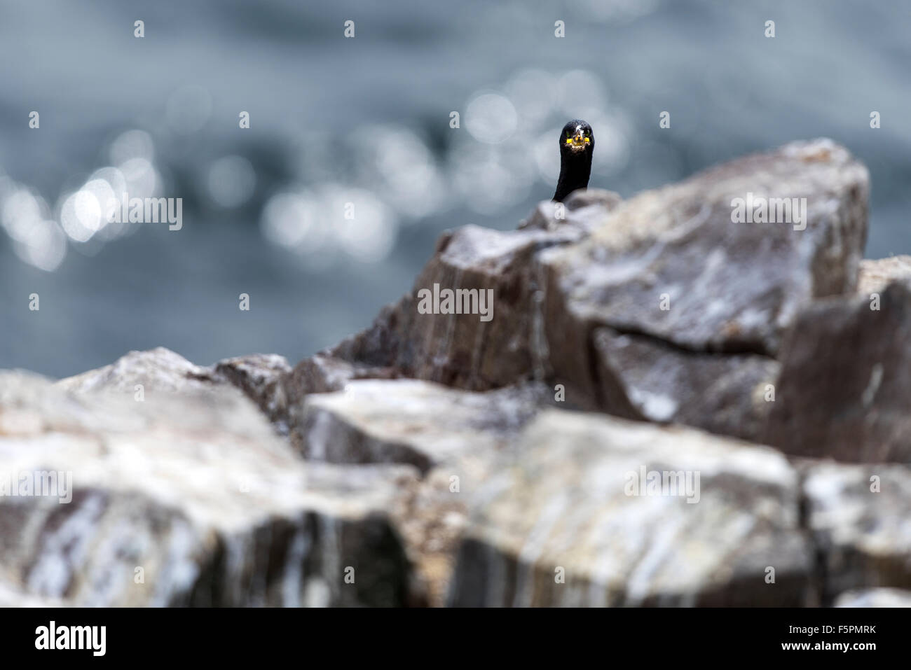 Portrait of Shag Farne Islands, England, Great Britain, United Kingdom Stock Photo