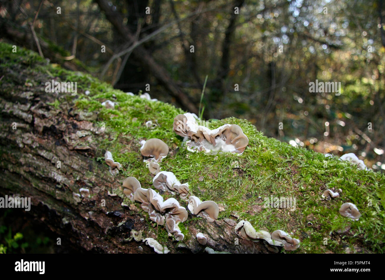 Clear brown velvety fungi on decay wooden with Moss, Extremadura, Spain Stock Photo