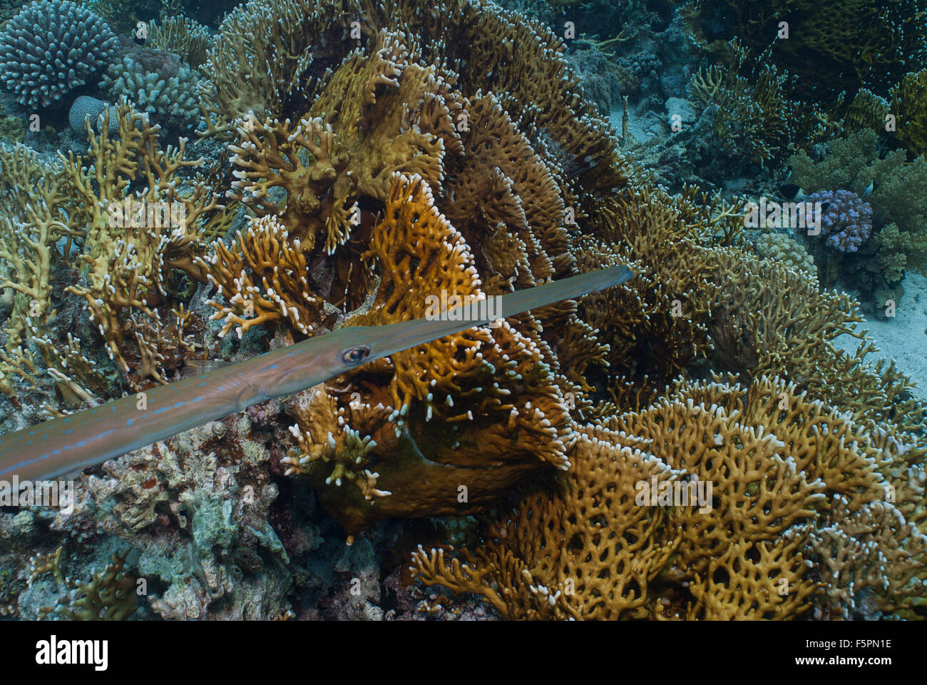 Fistularia Commersonii, Fistulariidae, Sharm el Sheikh, Red