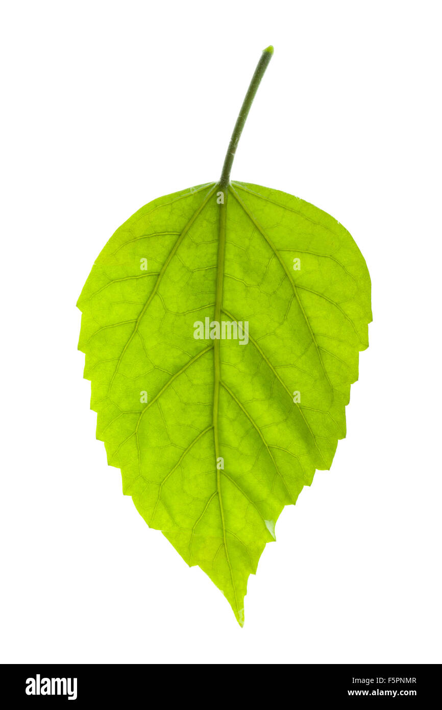 Lush green leaf isolated on white background Stock Photo - Alamy