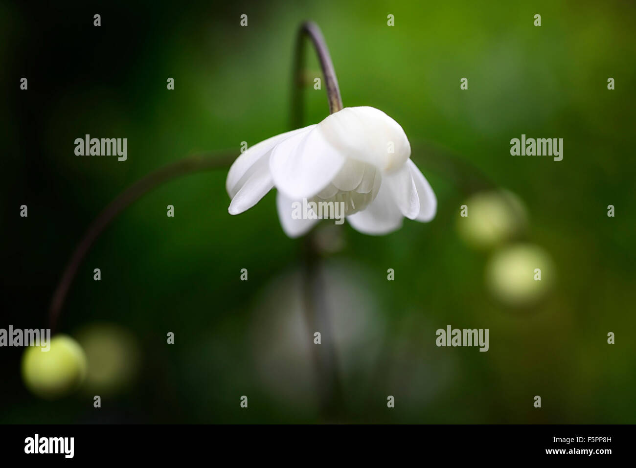 Anemonopsis macrophylla alba white flower flowers rare woodland woodlander shade shady japanese japan native plant RM Floral Stock Photo