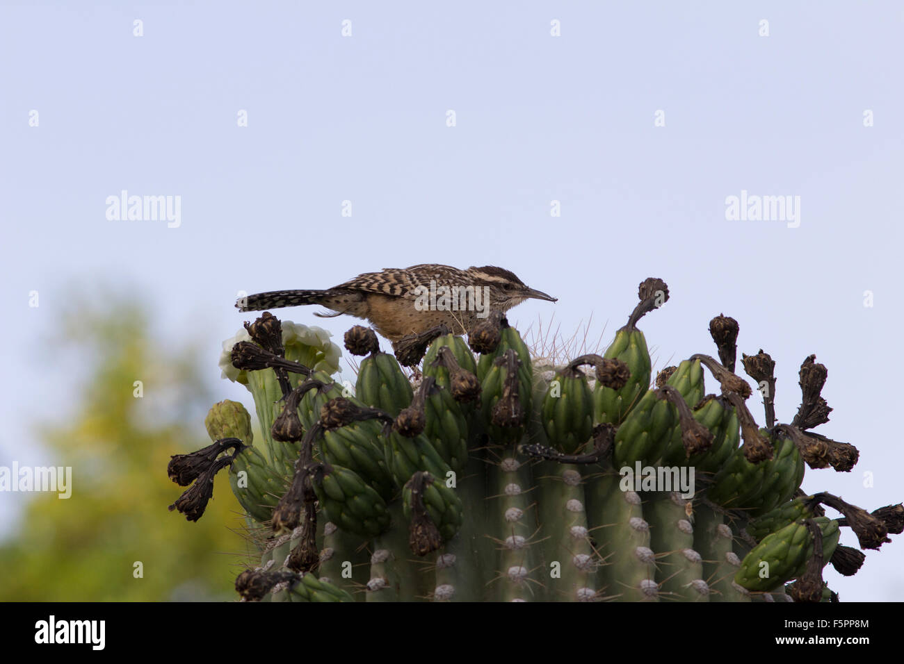 Desert animal eating cactus hires stock photography and images Alamy