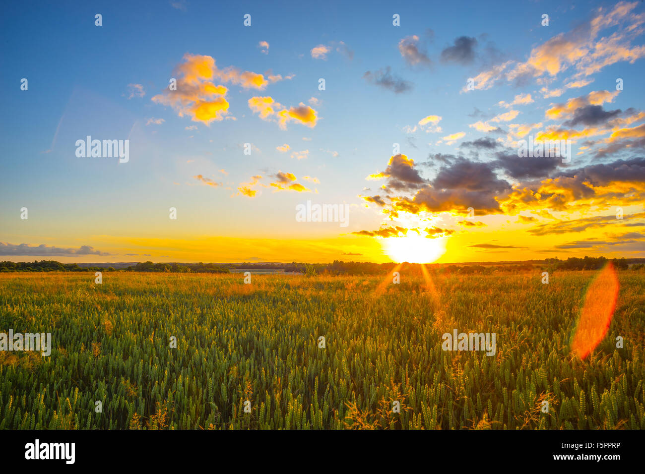 wheat field and sunset Stock Photo