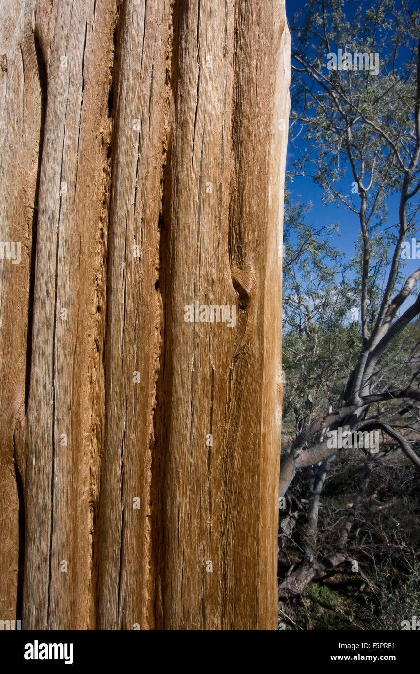 Close-up of saguaro skeleton with out of focus desert vegetation and deep blue sky in background Stock Photo