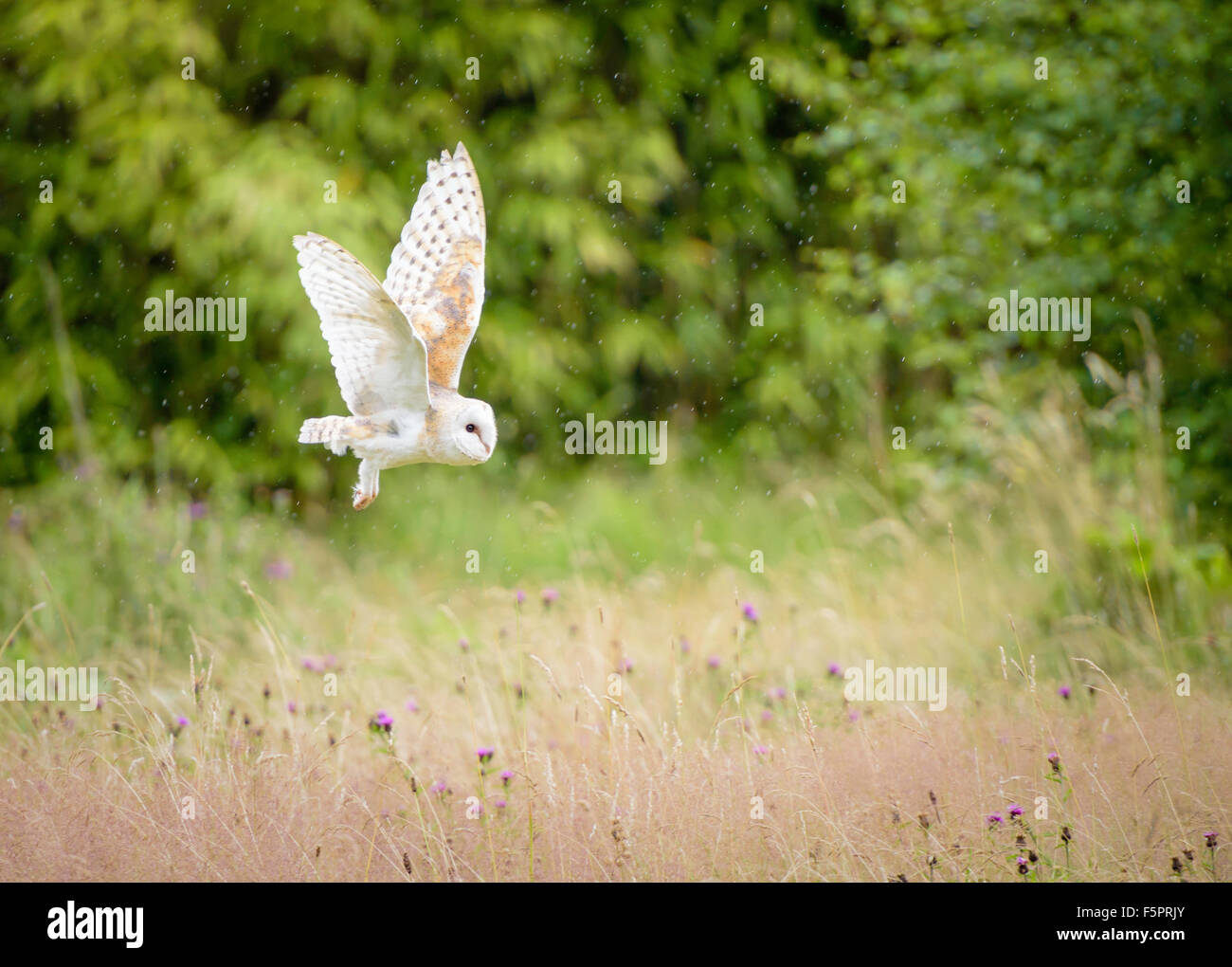 A beautiful barn owl hunting in the rain Stock Photo