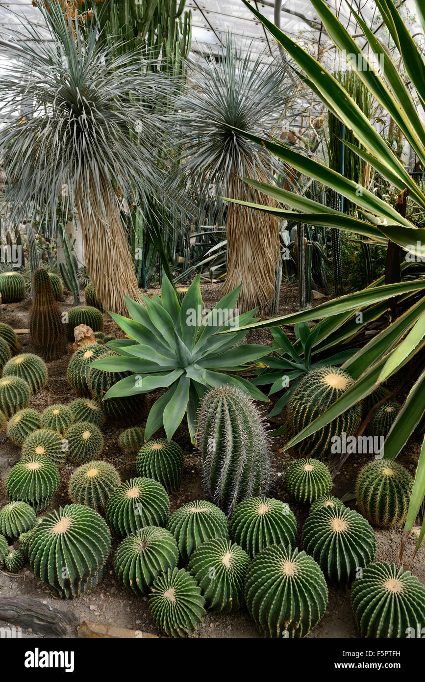 Cactus House, Greenhouse at Botanical Garden; Copenhagen; Denmark Stock  Photo - Alamy