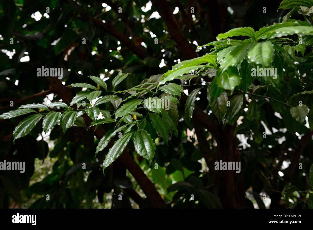 Cornus hongkongensis Benthamidia Dendrobenthamia evergreen dogwood leaves foliage tree trees tropical RM floral Stock Photo