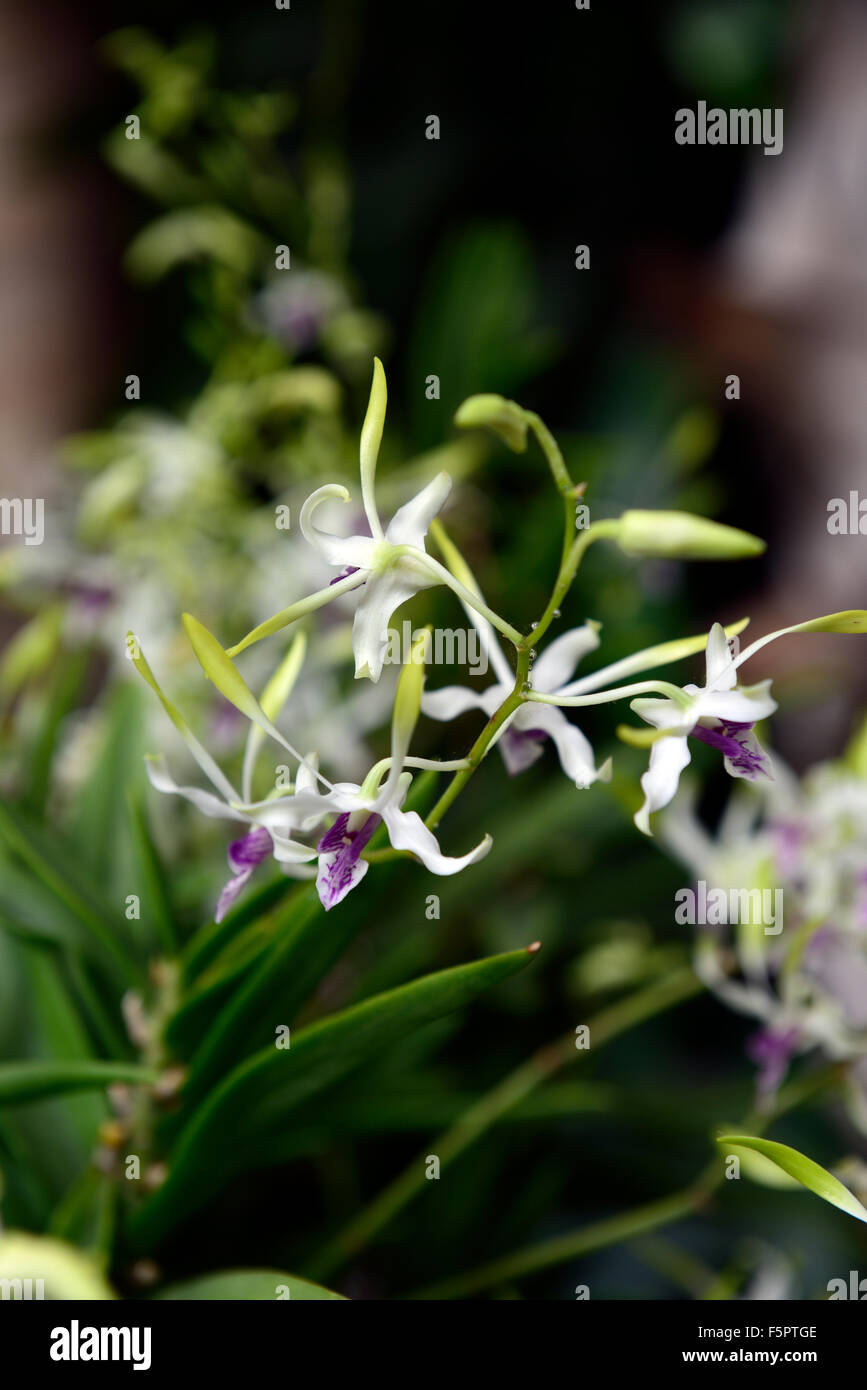 dendrobium attenuatum white white purple orchid speciestropical exotic close-up flora flower bloom blossom tender RM Floral Stock Photo