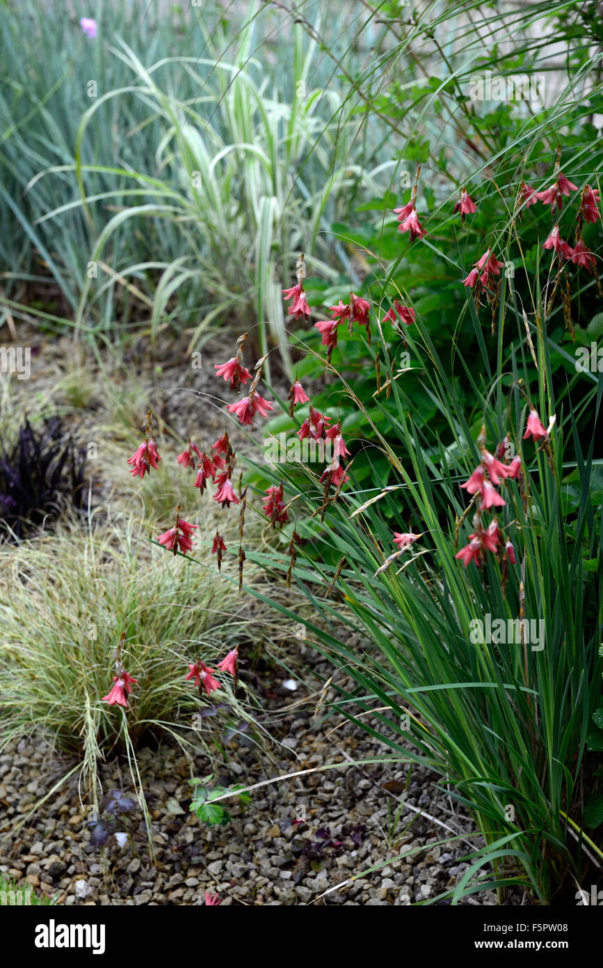 dierama pulcherrimum red flowers flower perennials cascading arching dangly dangling hanging bell angels fishing rods RM floral Stock Photo
