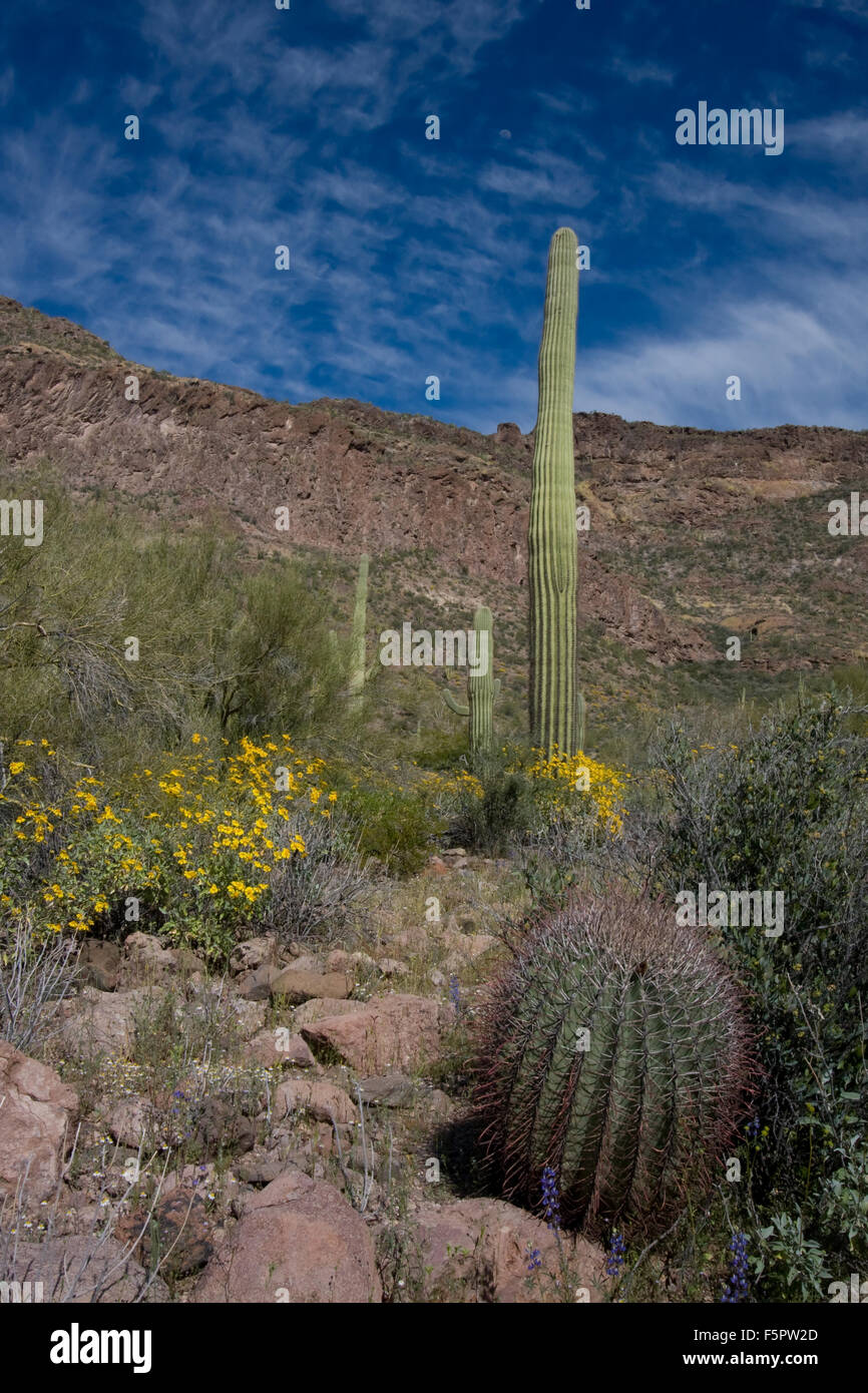 Desert landscape full of wildflowers and cacti. More desert and cactus images in my portfolio. Stock Photo
