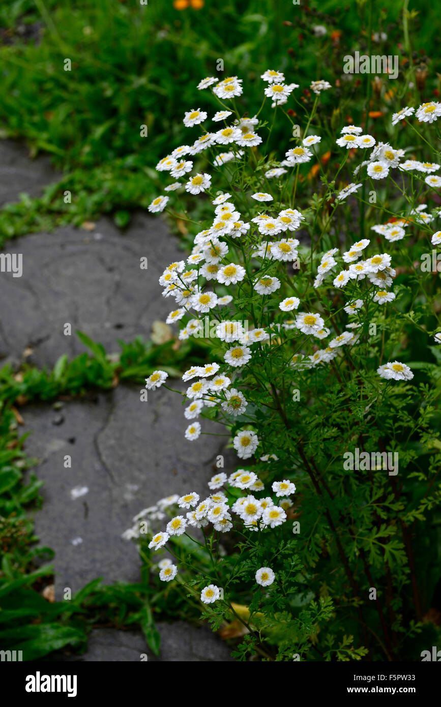 Tanacetum parthenium syn chrysanthemum feverfew growing on path white yellow flowers flowering herbal herbs medicinal RM Floral Stock Photo