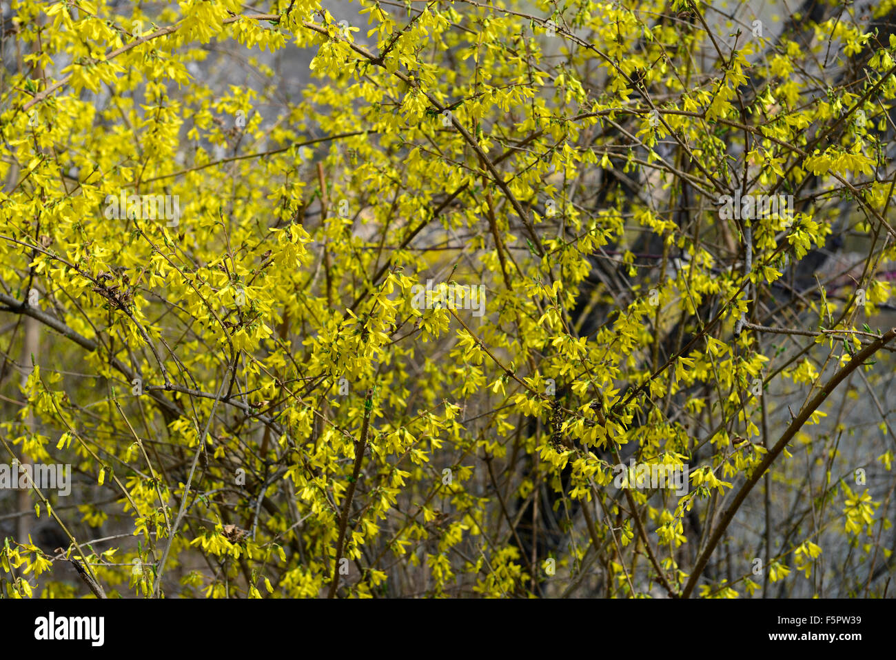 forsythia suspensa vahl weeping forsythia golden-bell yellow flower flowers flowering tree shrub RM Floral Stock Photo