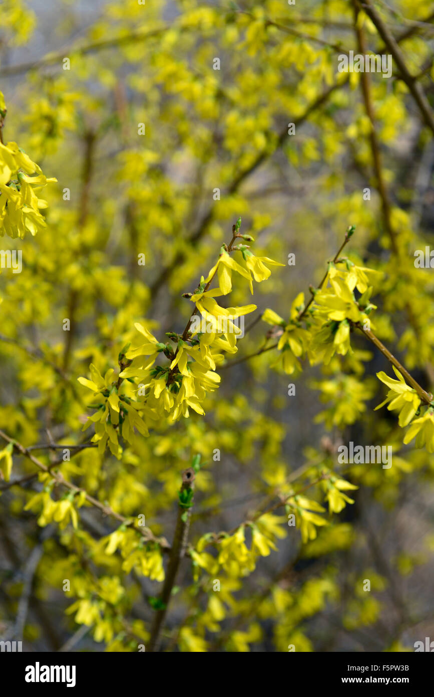 forsythia suspensa vahl weeping forsythia golden-bell yellow flower flowers flowering tree shrub RM Floral Stock Photo