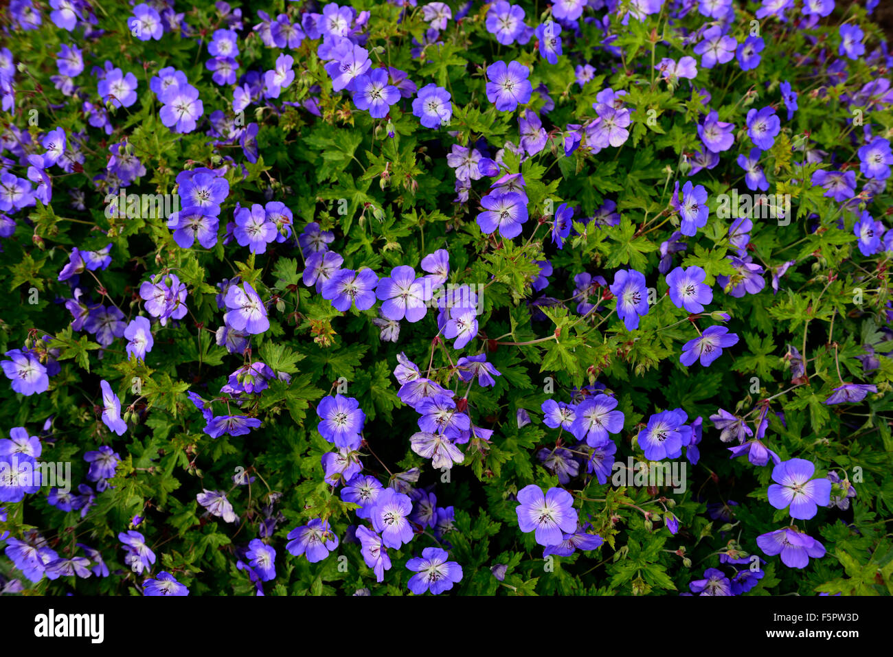 geranium rozanne  blue flower flowers flowering perennial plant combination RM floral Stock Photo