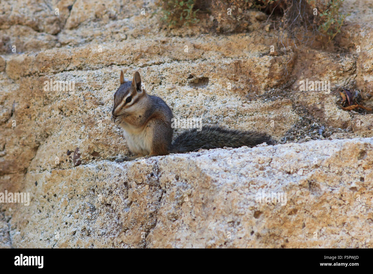 Least Chipmunk Eating on Rocks Stock Photo - Alamy