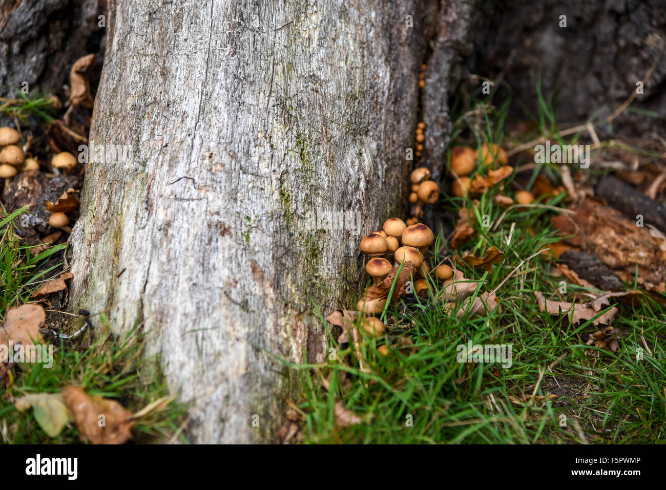 A bunch of mushrooms grow next to wood root Stock Photo