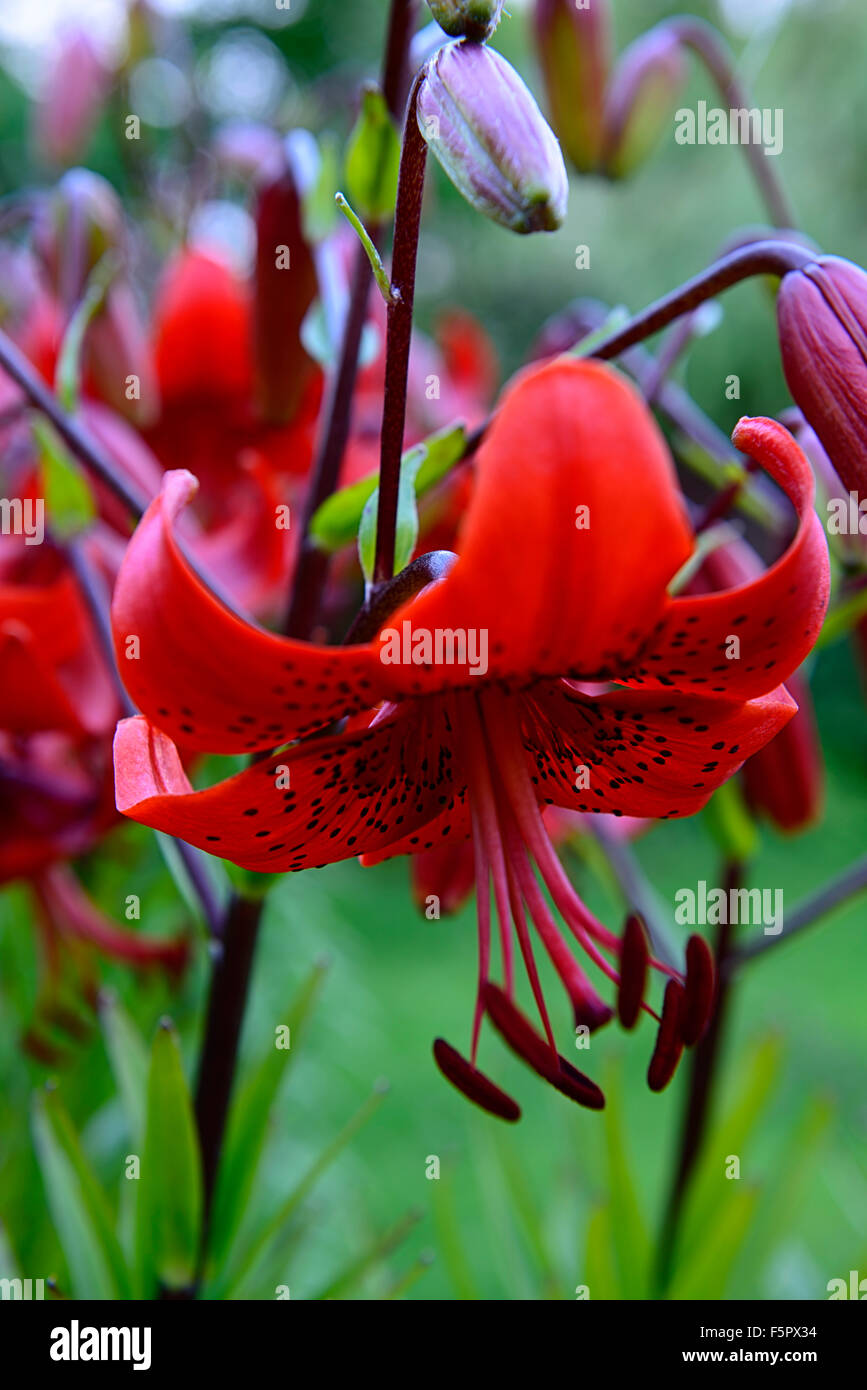 lilium hiawatha asiatic lily red orange spotted flower flowers