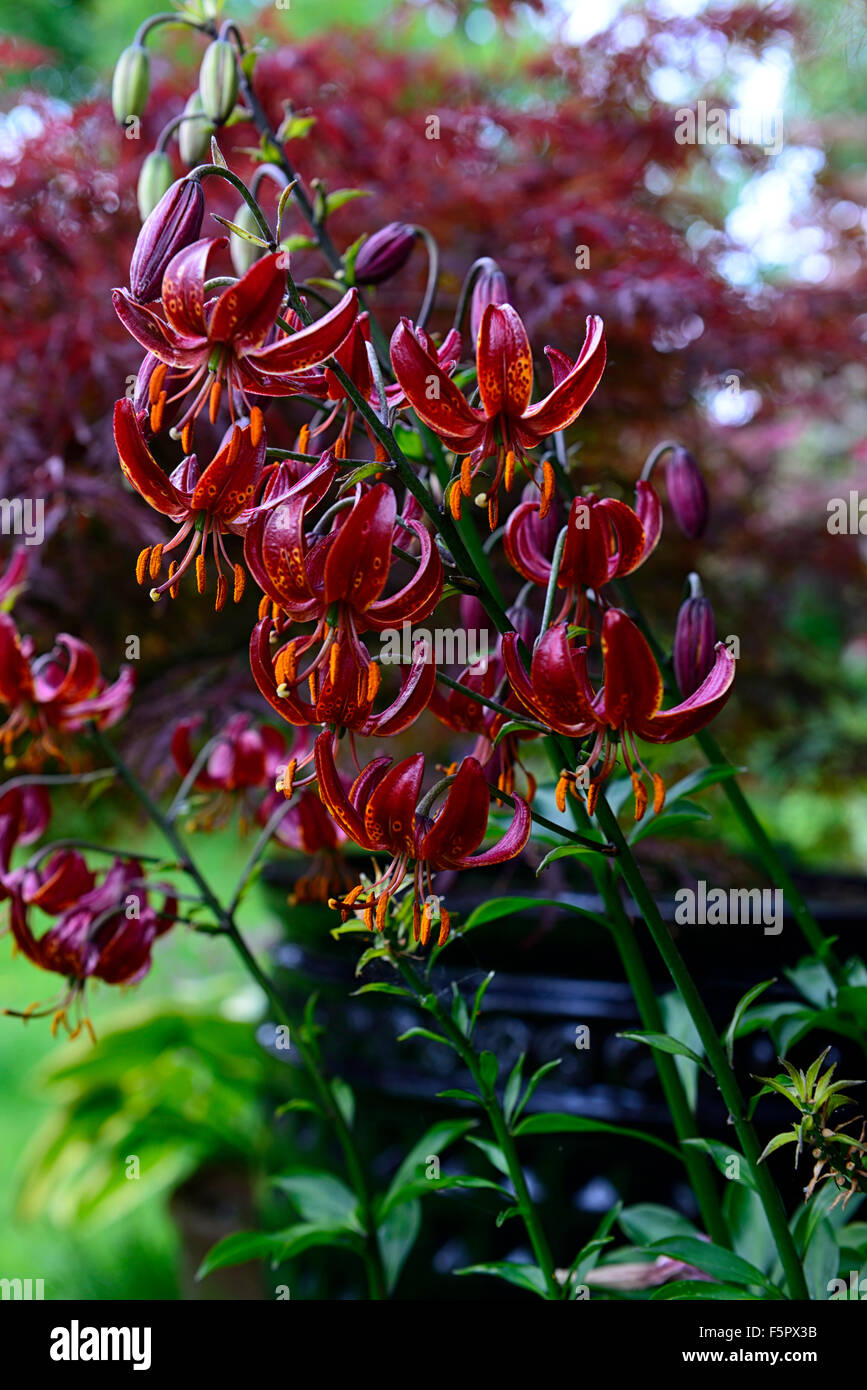 lilium martagon lily deep dark red spotted flower flowers flowering perennial lilies summer RM floral Stock Photo