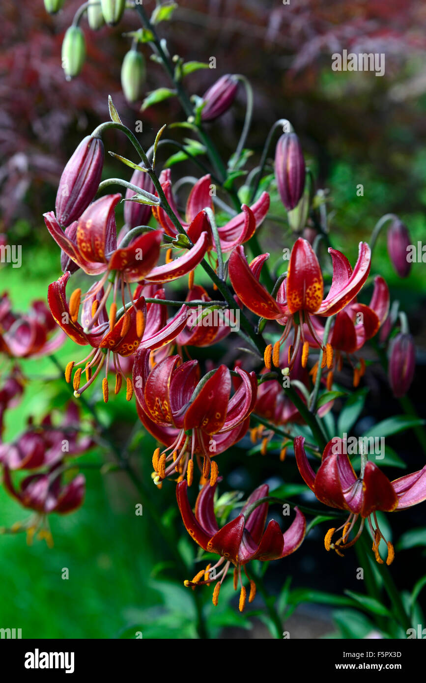 martagon lily arabian night lilium lilies turks cap flower flowers flowering bloom perennial summer RM Floral Stock Photo