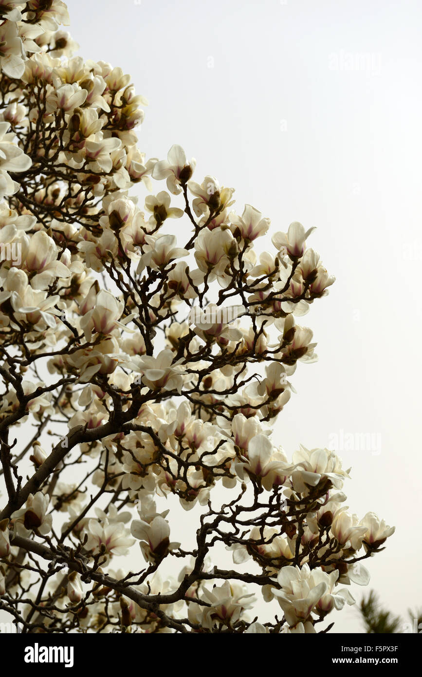 magnolia denudata desr Yulan Magnolia white flower flowers tree spring