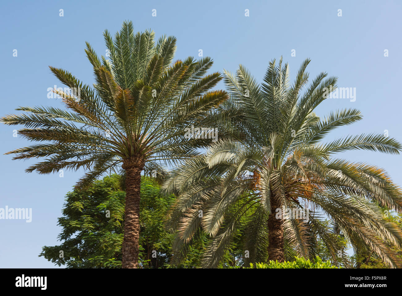 Top canopy of two date palm trees against a blue sky background Stock Photo