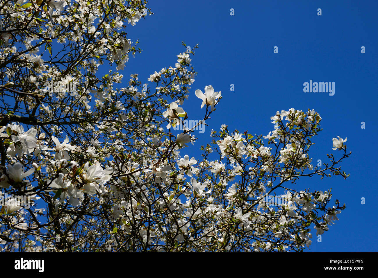 magnolia x loebneri merrill white flowers flower flowering blue sky skies spring tree trees deciduous RM Floral Stock Photo