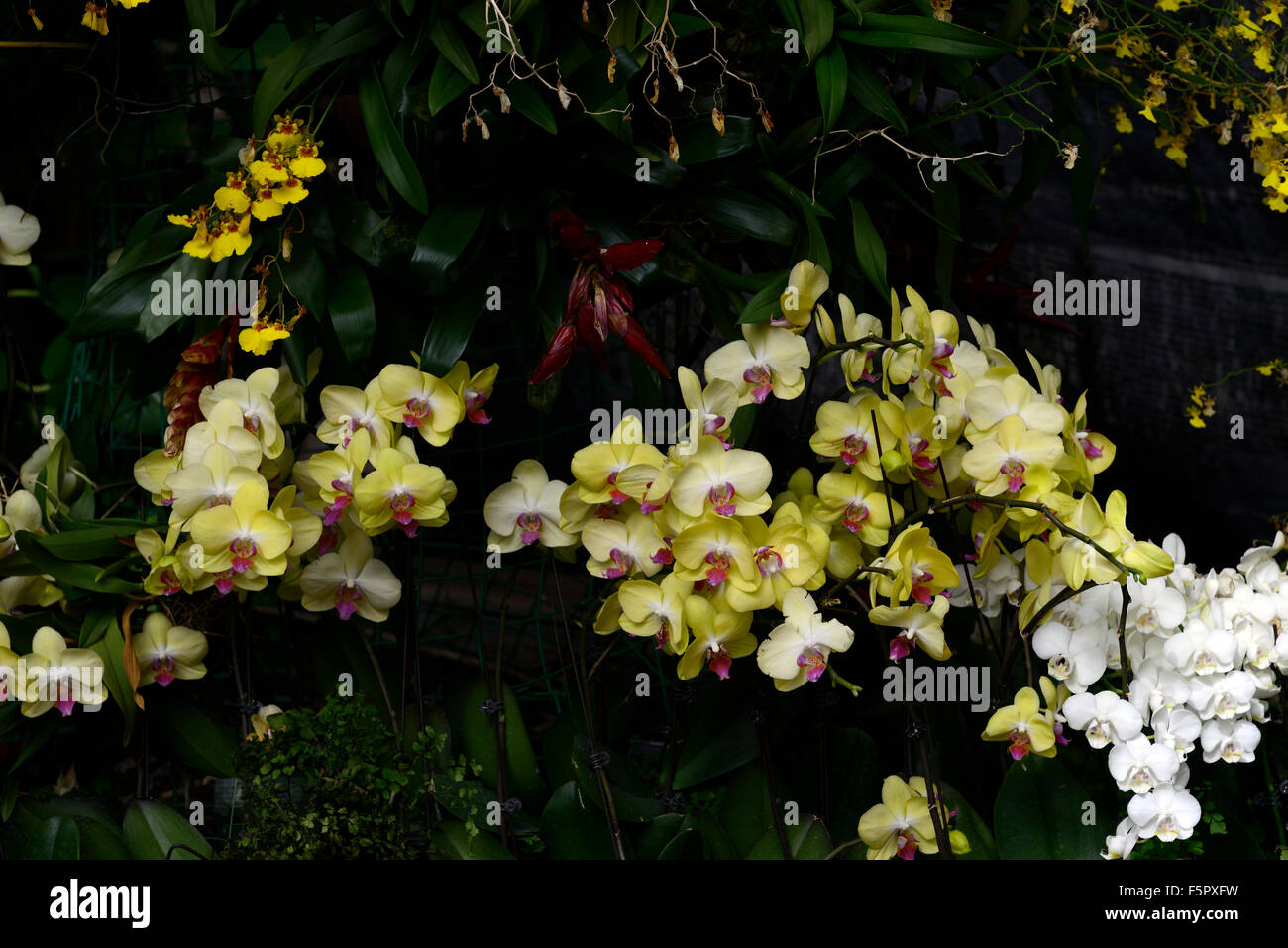 phalaenopsis orchid flower display mass massed flowers flowering bloom