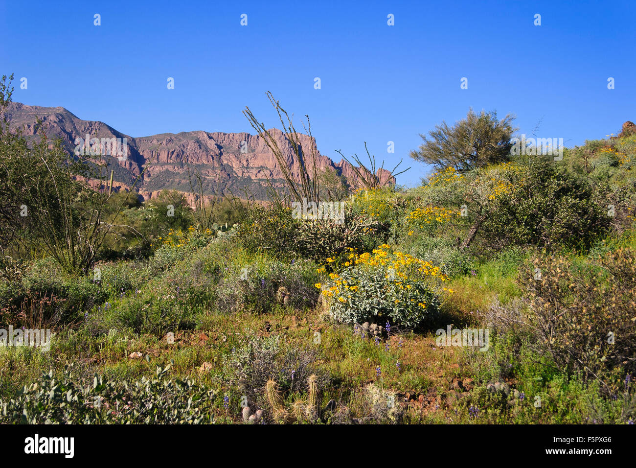 Great assortment of Sonoran deset cactus appear in this desert scene. Stock Photo
