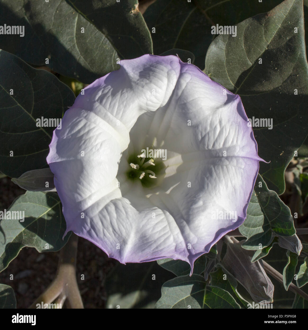 Poisonous sacred datura flower Stock Photo Alamy