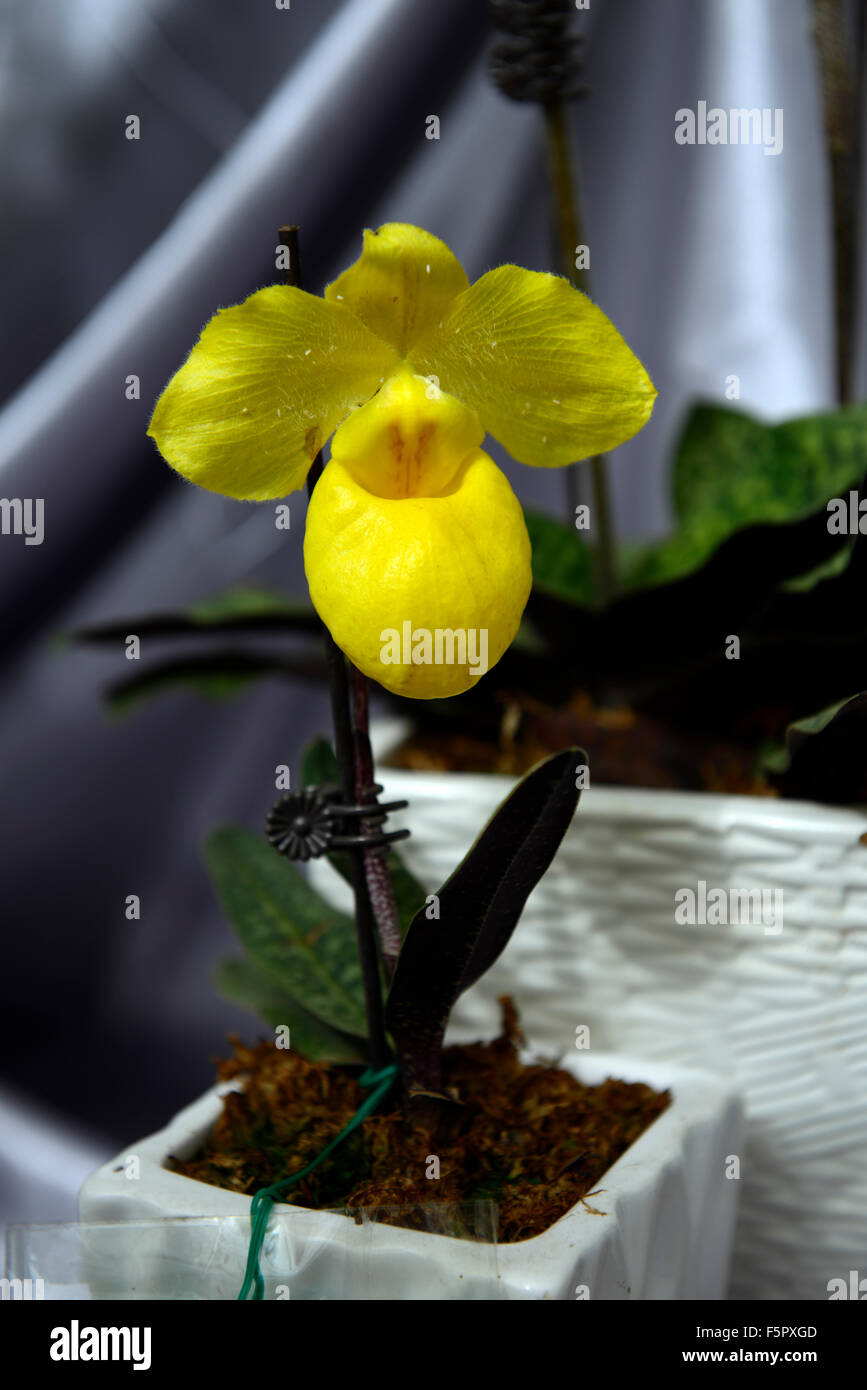 paphiopedilum armeniacum yellow flower flowers orchid orchids tropical flowering RM Floral Stock Photo
