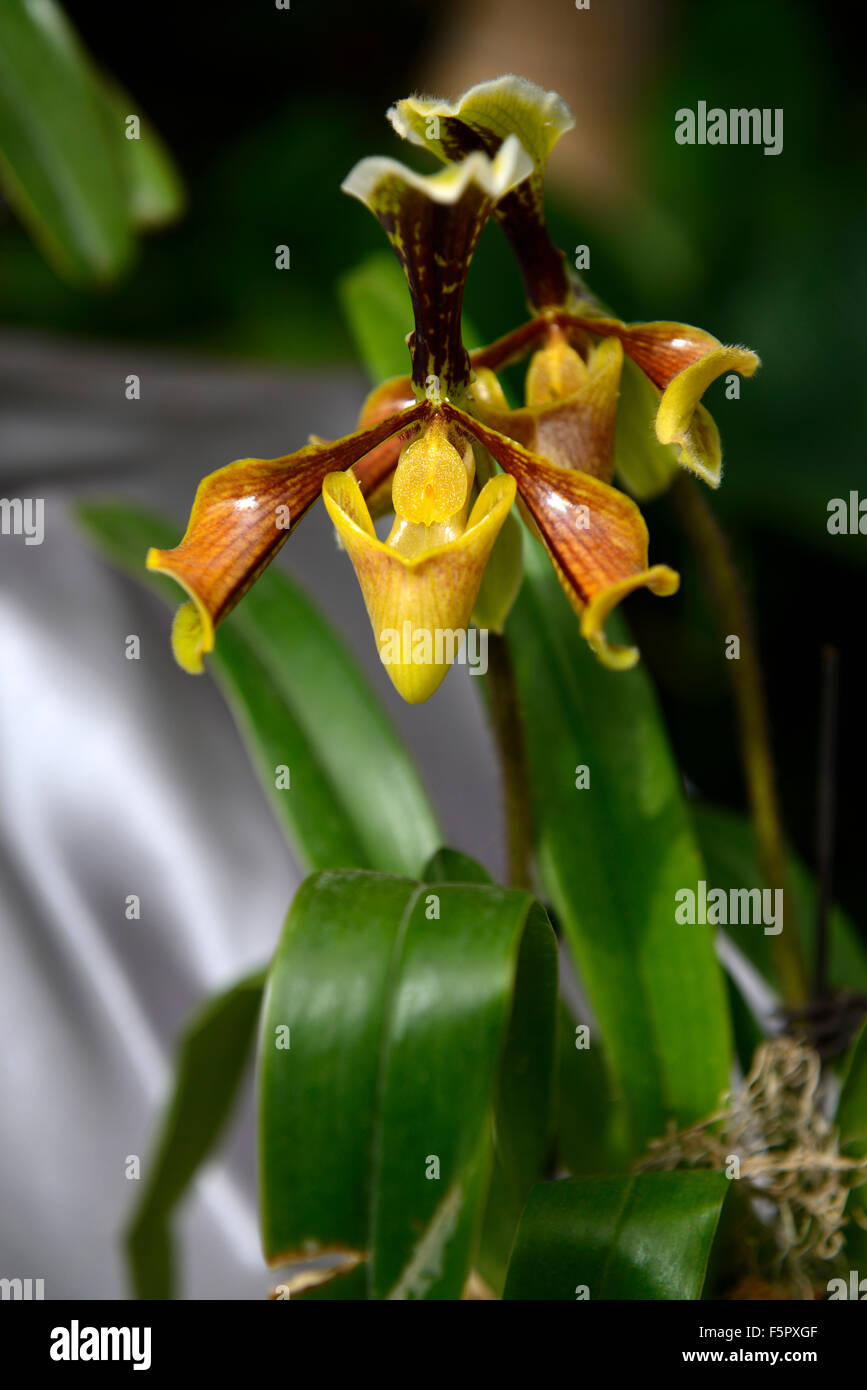 paphiopedilum villosum var boxallii yellow orange flower flowers orchid orchids tropical flowering RM Floral Stock Photo
