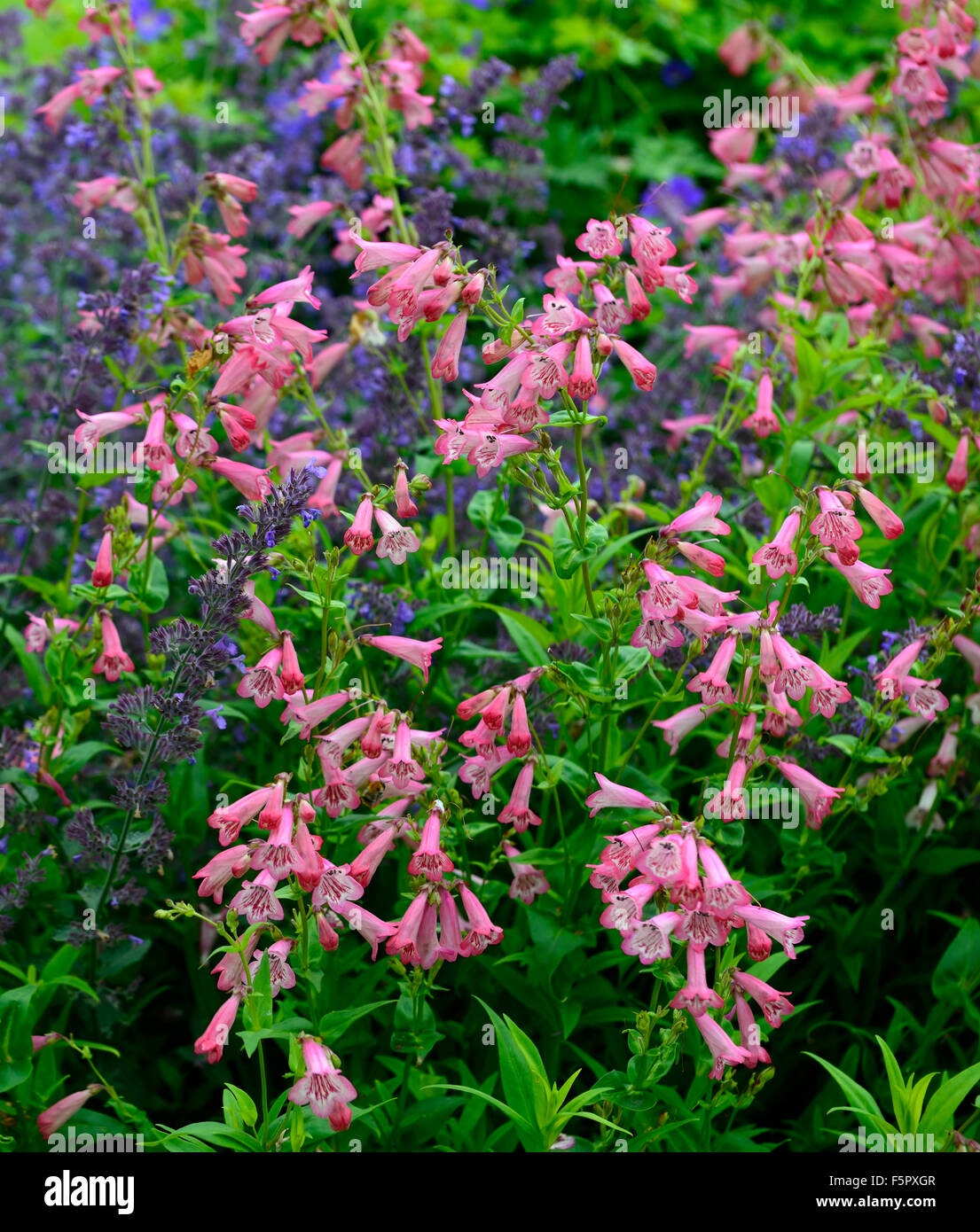Penstemon Apple Blossom Beard Tongue Pink Flower Flowers Perennial Flowering Blossom Blossoms Rm Floral Stock Photo Alamy