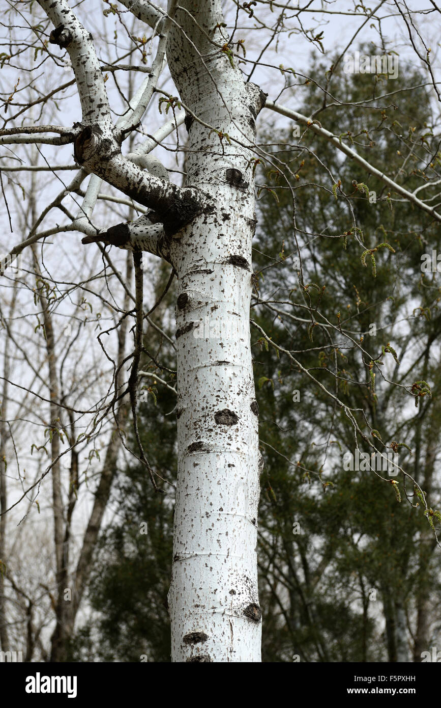 Poplar tree bark hi-res stock photography and images - Alamy