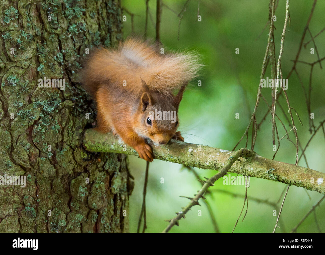 Red Squirrel in its natural habitat in Birsemhor Forest Stock Photo