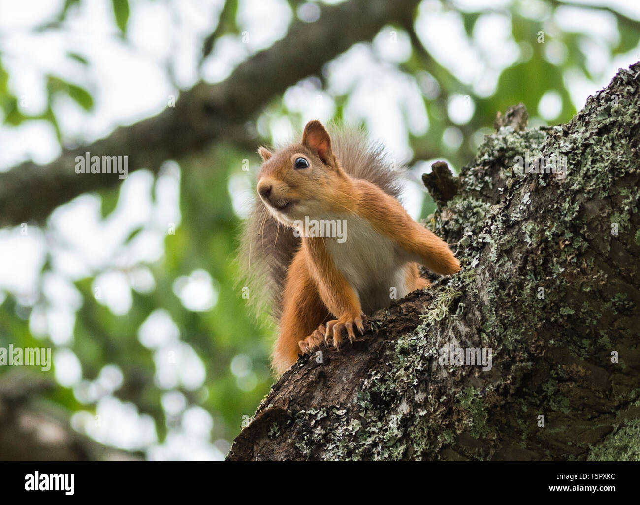Red Squirrel in its natural habitat in Birsemhor Forest Stock Photo