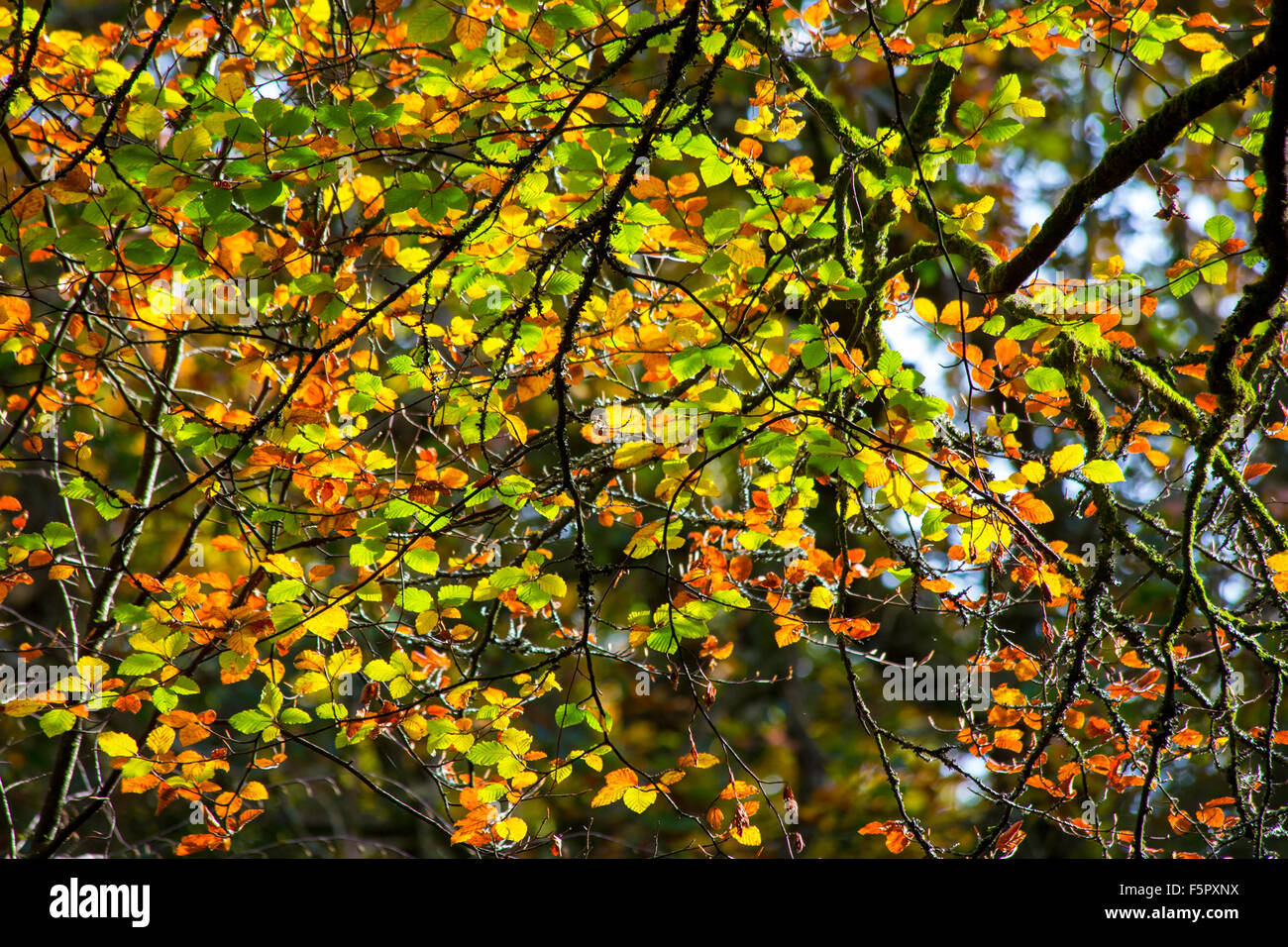 Colourful New Forest autumn leaves, Hampshire, England Stock Photo