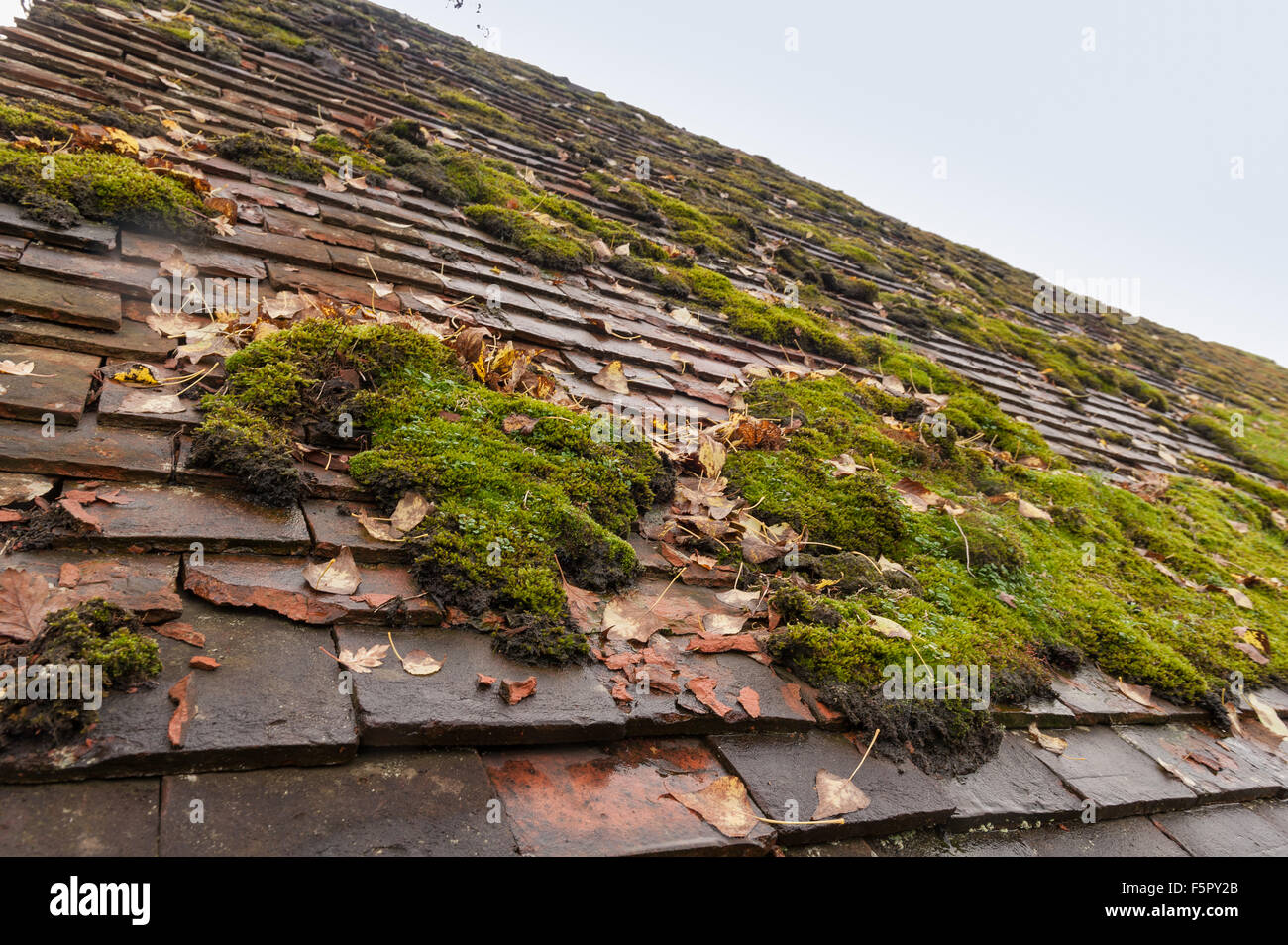 Old barn house roof coated in a thick layer of moss retaining water and dampness after rain shower leaking clay tiles Stock Photo