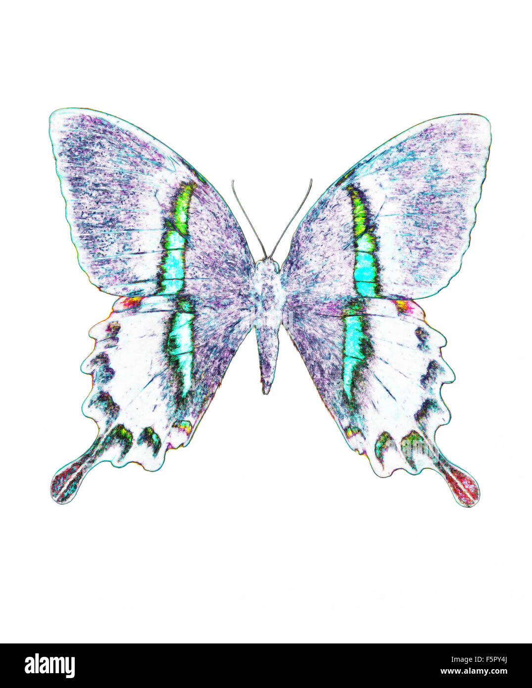 illustration of a color butterfly, mixed medium, white background Stock Photo