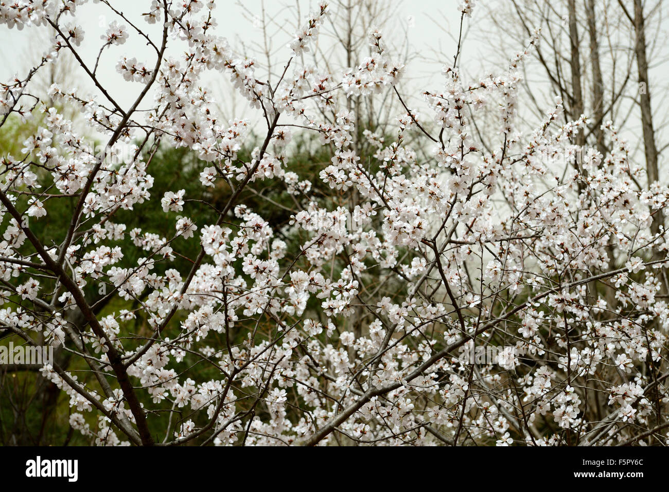 prunus mume flower flowers blossom blossoms Japanese apricot tree spring RM floral Stock Photo