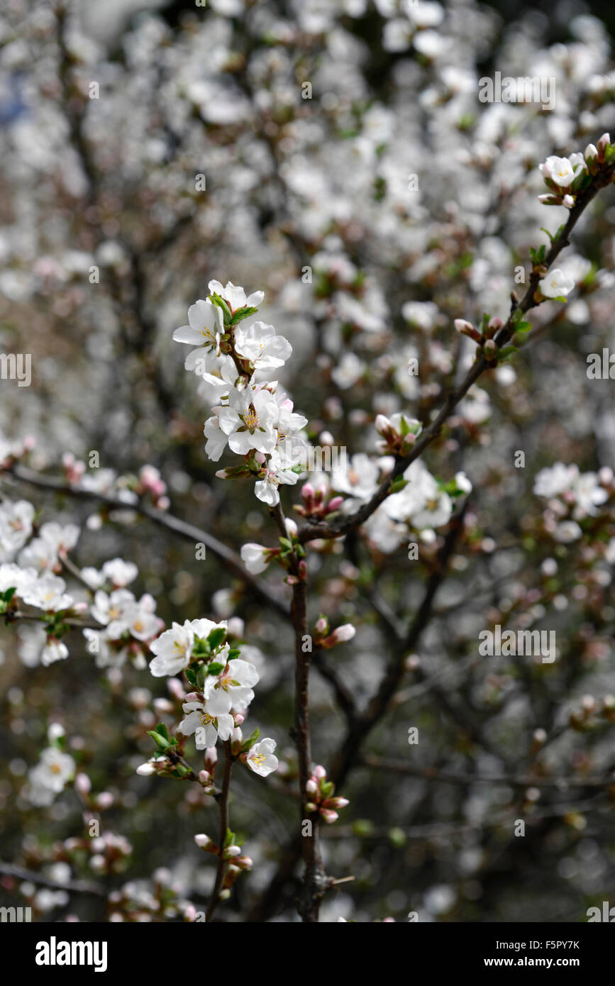 prunus serrulata lindl white flower flowers blossom blossoms Hill Oriental Cherry tree spring RM floral Stock Photo