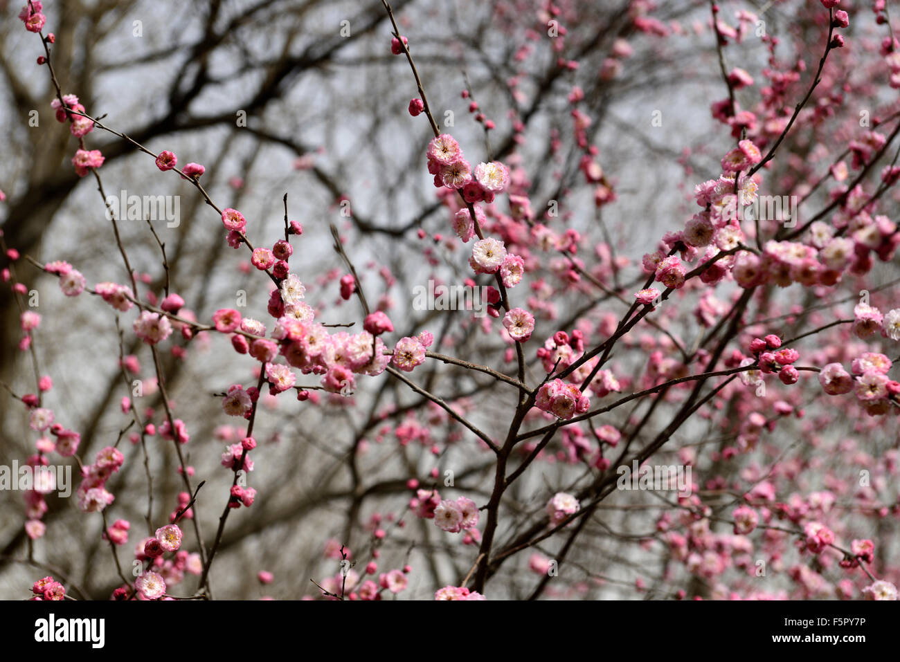 prunus sibirica var pleniflora pink flower flowers blossom blossoms Siberian apricot tree spring RM floral Stock Photo