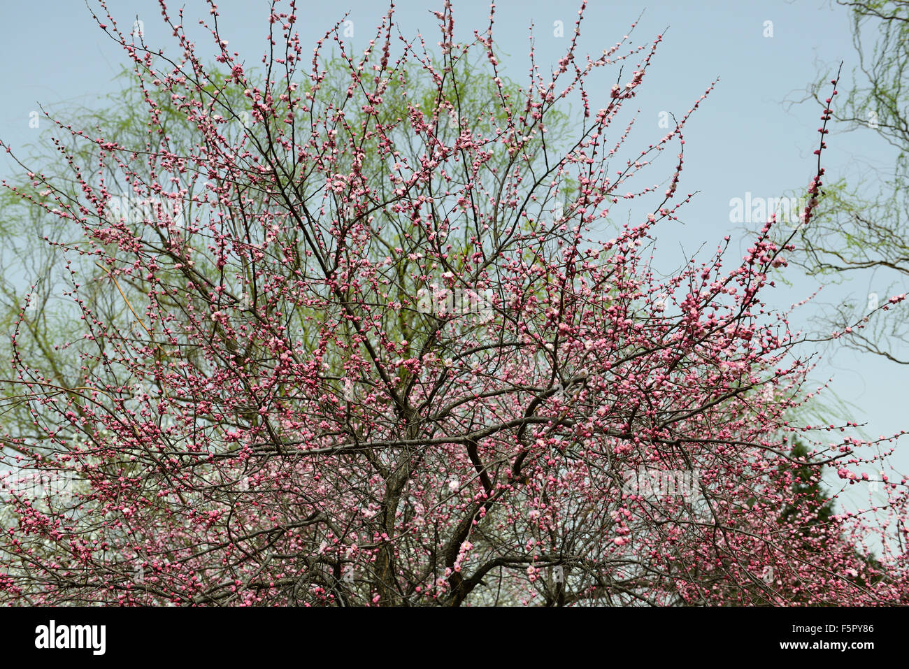 prunus sibirica var pleniflora pink flower flowers blossom blossoms Siberian apricot tree spring RM floral Stock Photo