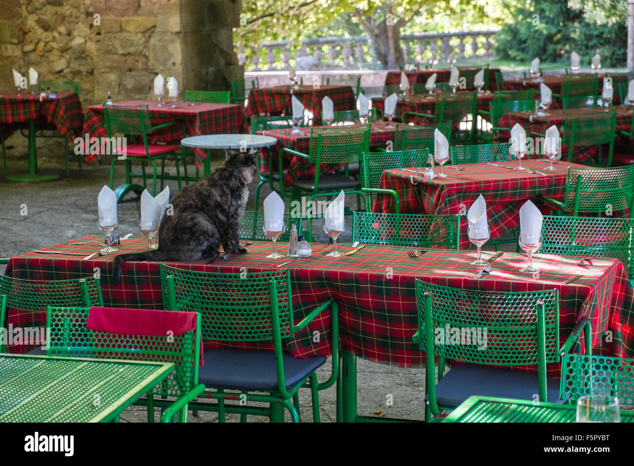 cat on dining table