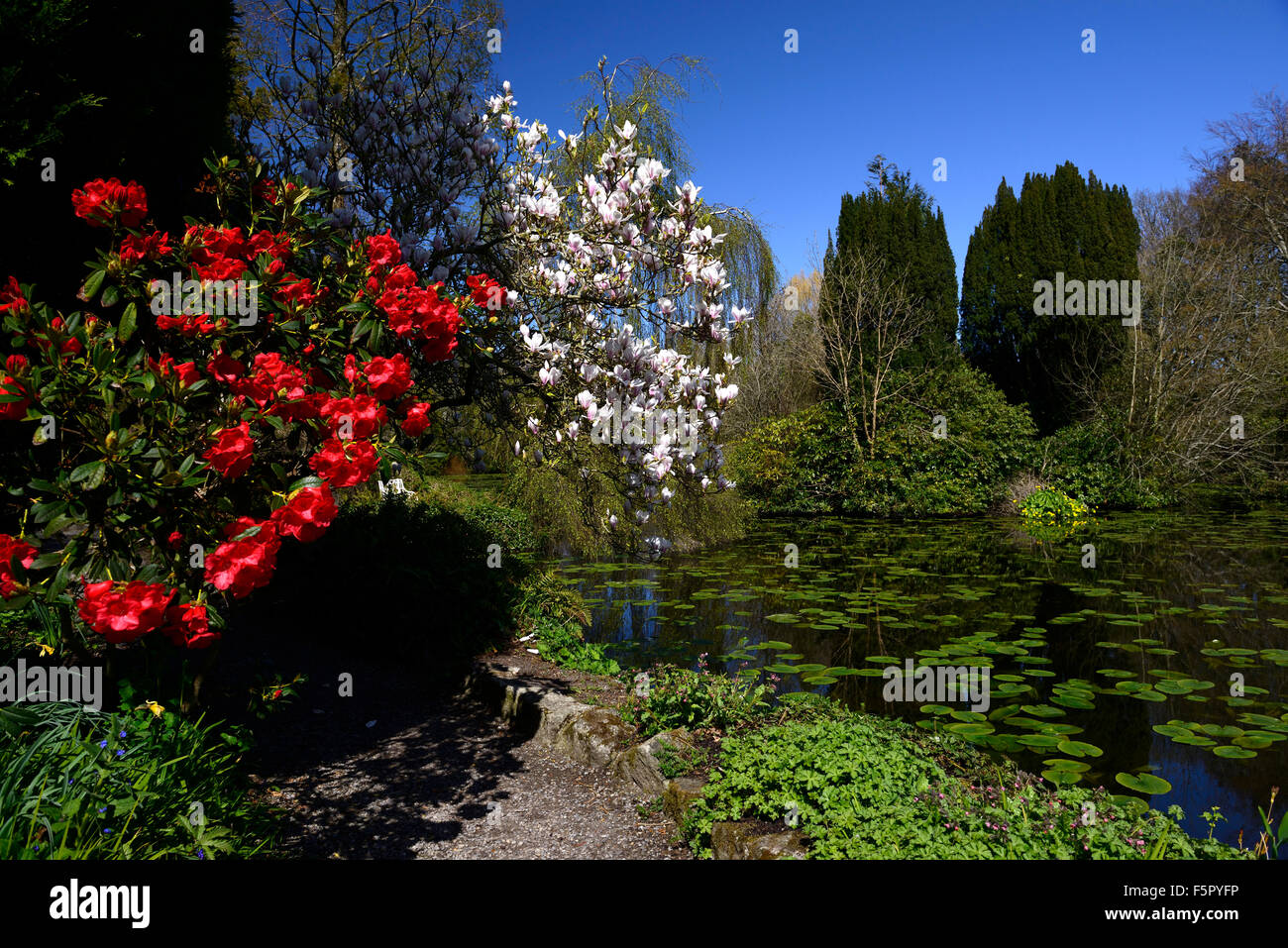 rhododendron elizabeth magnolia x soulangeana red white flower flowers flowering pond lake water feature Altamont gardens Carlow Stock Photo
